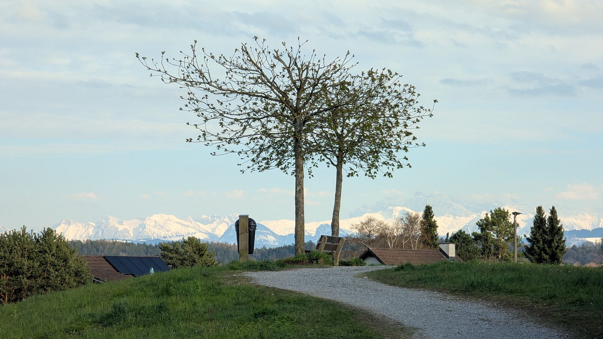 A lone tree beside a gravel path on a ridge above Langnau, with the snow-covered Alps on the horizon.